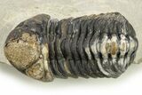 Bargain, Detailed Morocops Trilobite - Ofaten, Morocco #275241-3